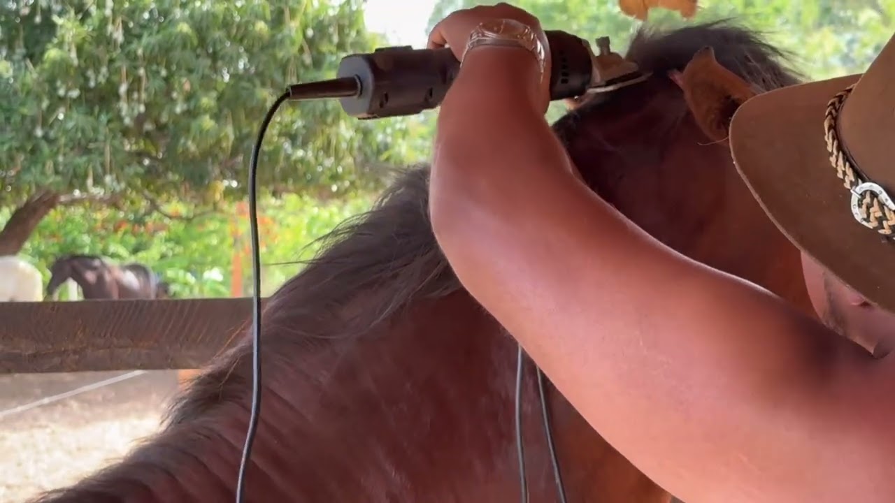 Como Fazer a Crina com Máquina: Passo a Passo no Cavalo