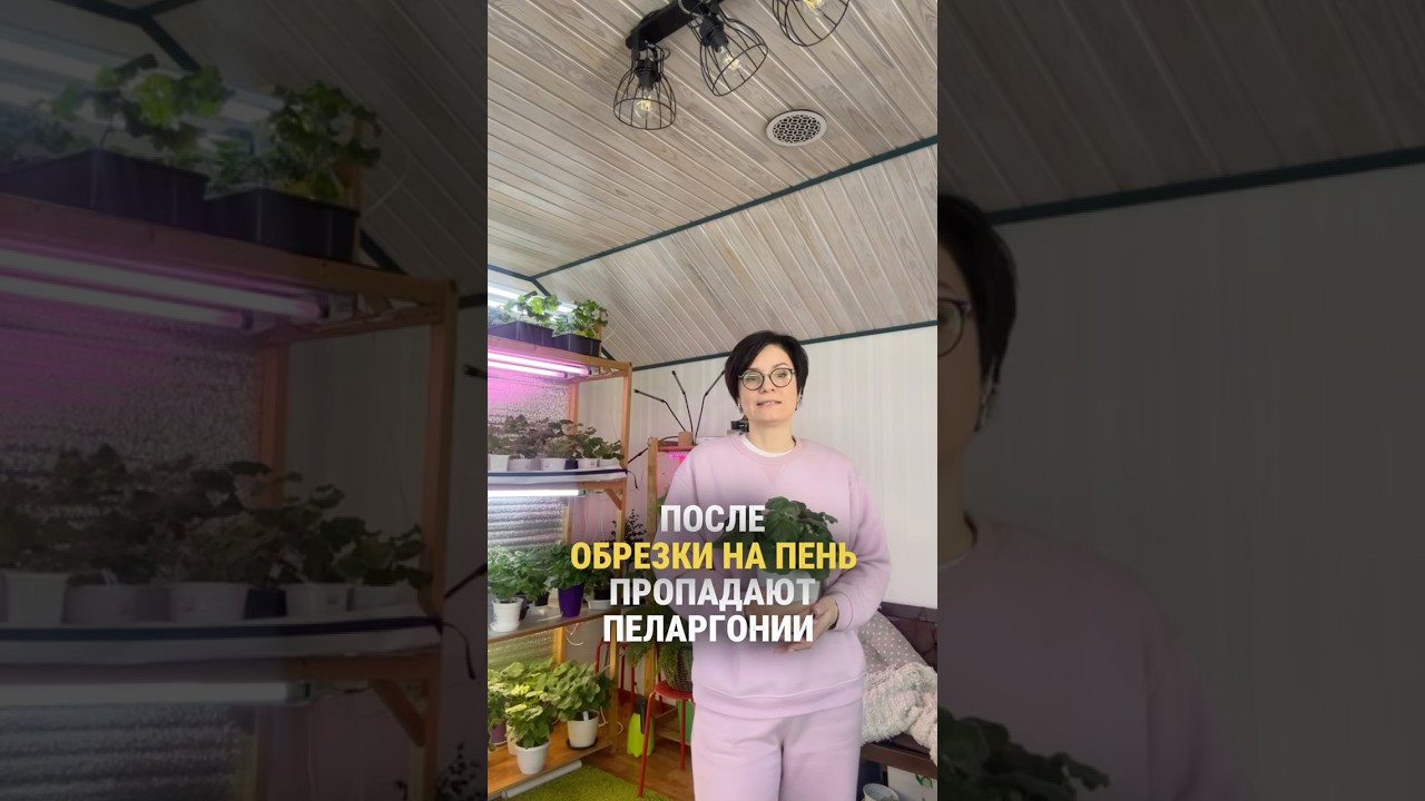 Пропадают в пеларгонии после обрезки на пень. Где ты косячишь?￼