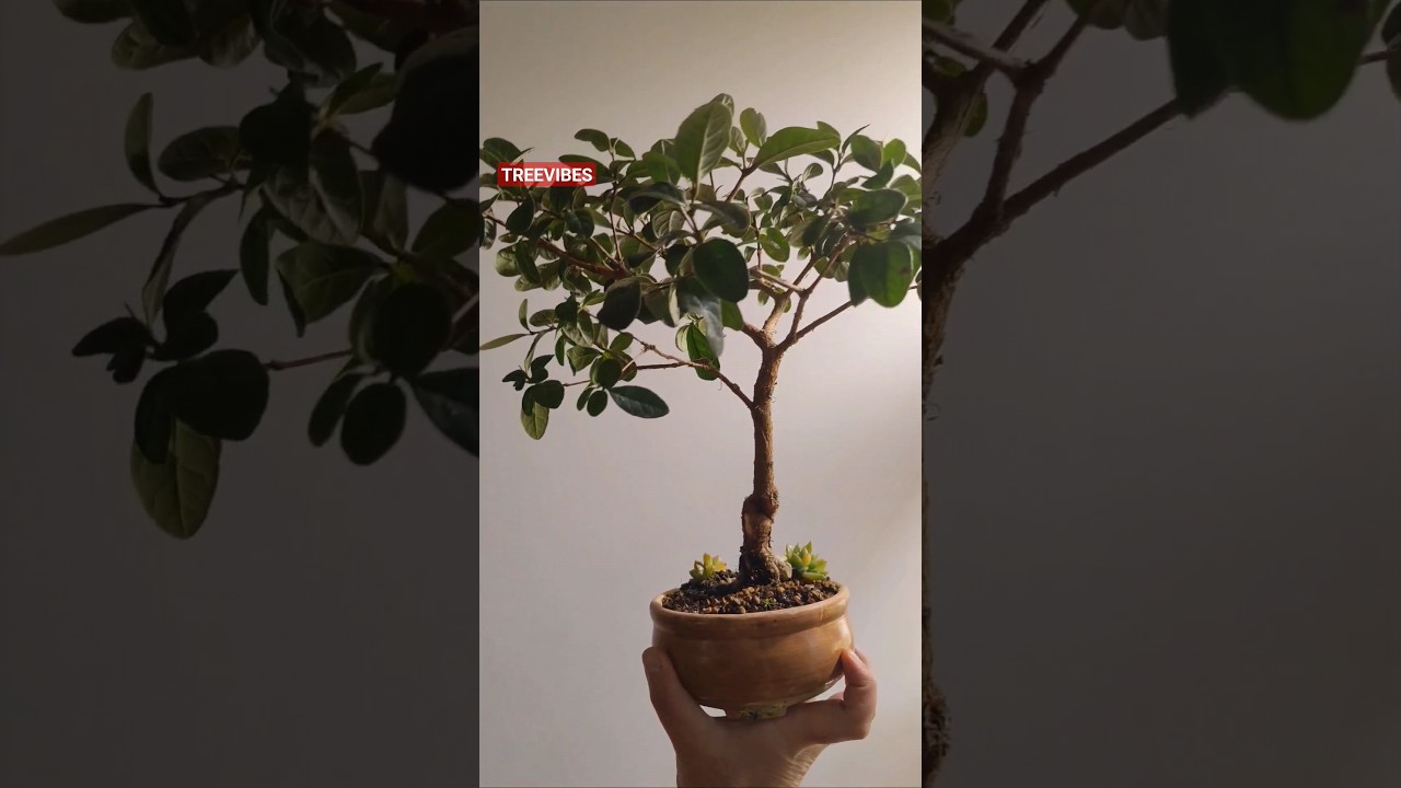 Hard Pruning a Feijoa that I grow from seed #bonsai #garden #plants #feijoa #fruitbonsai