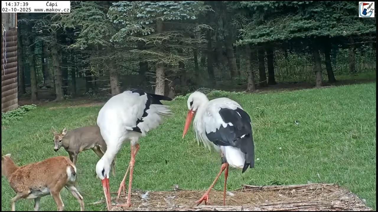 Mufinka przegania sarenkę!