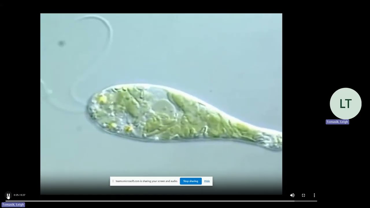 SBI3C Unit 5   Microbiology   Lesson 2A   Protists