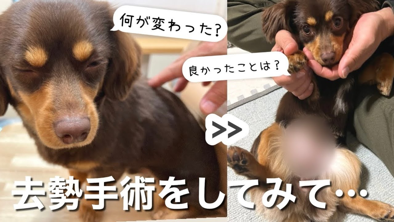 【去勢手術】2週間経ってみての感想をお話します。