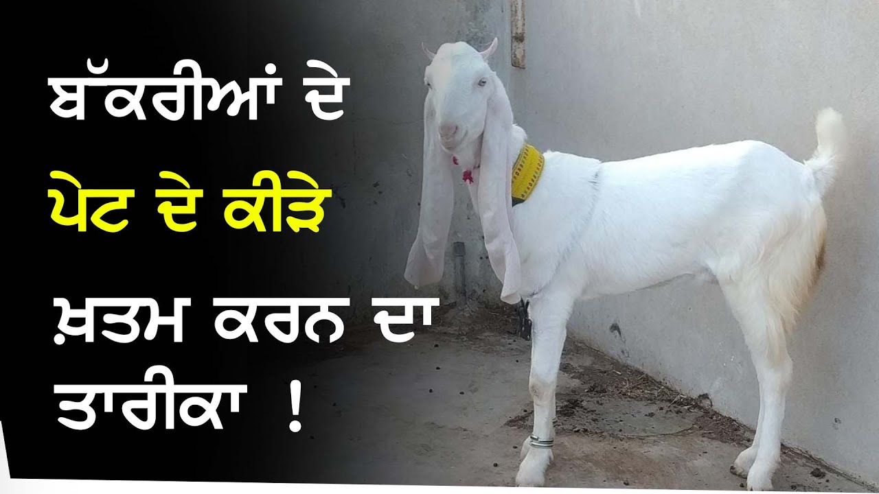 Kang Goat Farm - Bakriyan ਦੇ ਪੇਟ ਦੇ ਕੀੜੇ ਖ਼ਤਮ ਕਰਨ ਤਾਰੀਕਾ ! | Goat Farming | Bakri Farm @kanggoatfarm