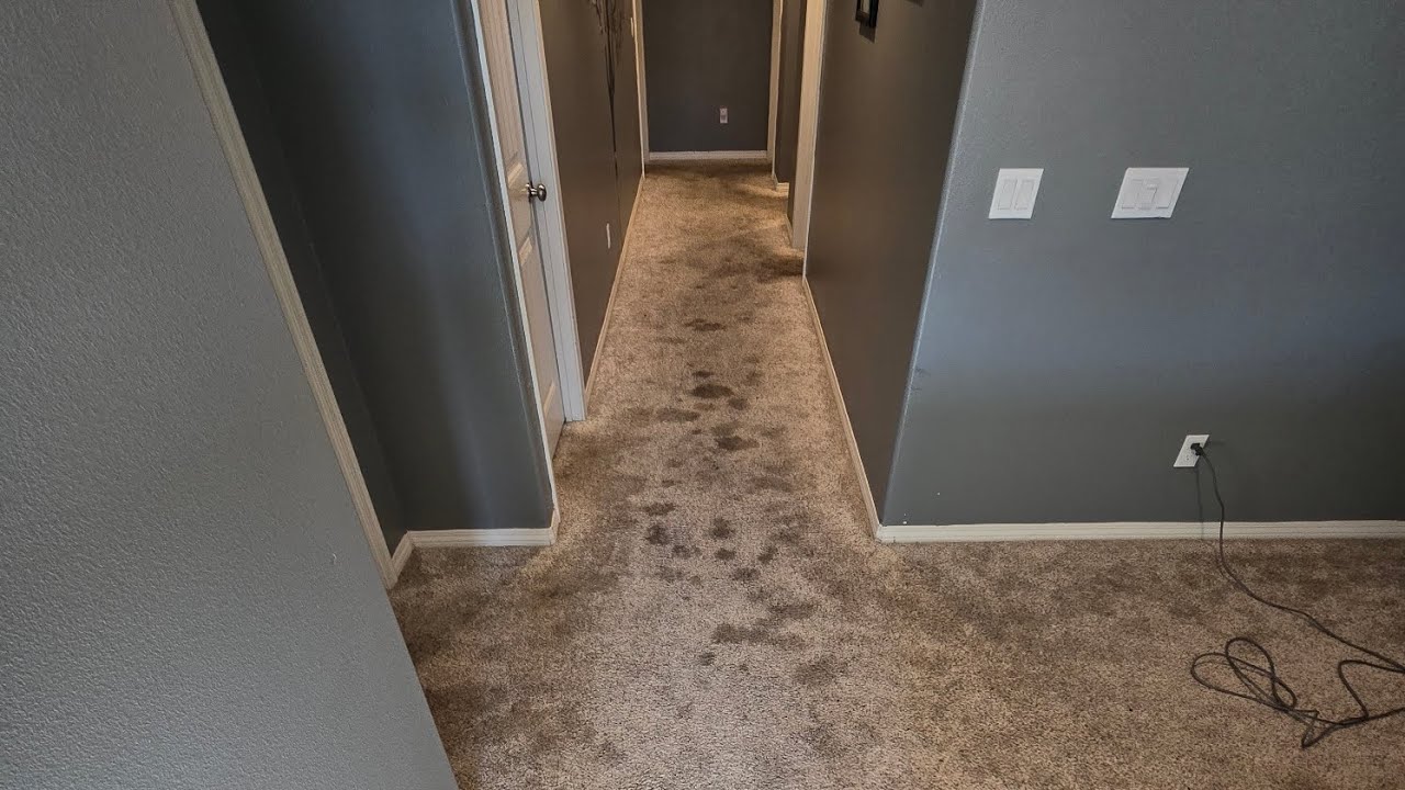 restoring customers carpet soaked with dog urine. amazing results!!