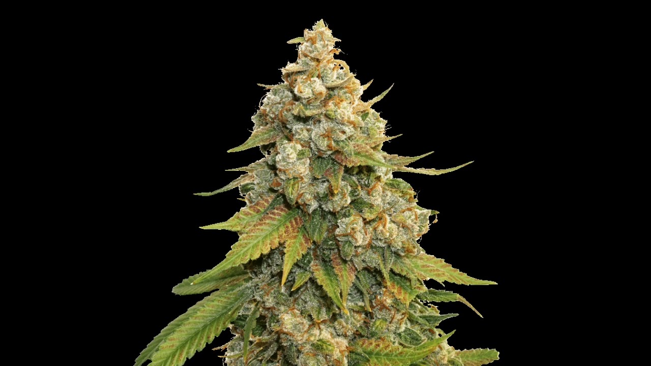 Lemon Haze Sativa Weed Live Review