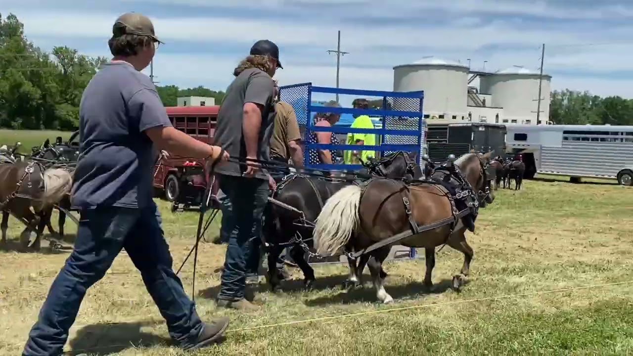 Ionia mini horse pulls 2024