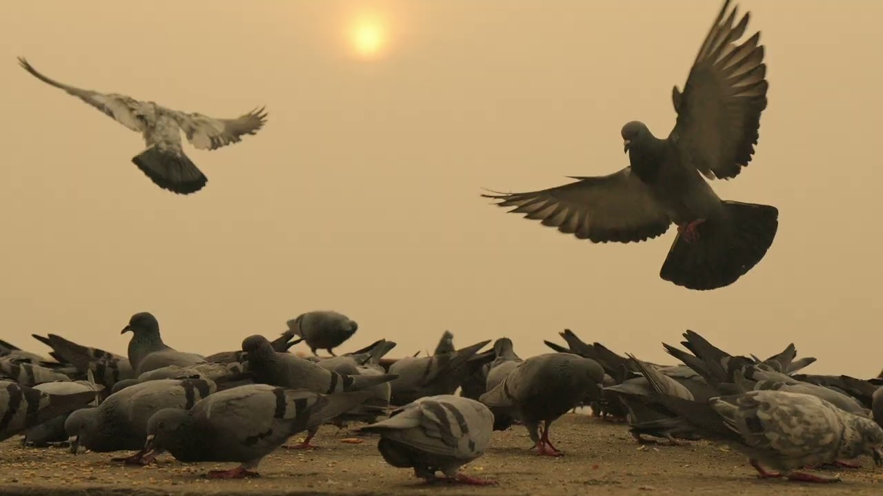 Banaras (Kashi) | A Cinematic Journey Through India’s Oldest City