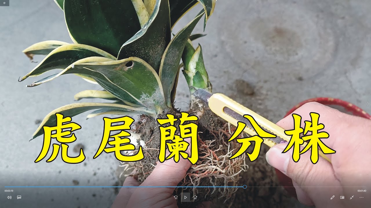 虎尾蘭,虎尾蘭分株