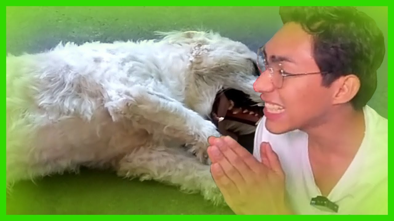 Fernanfloo reacciona a un video antiguo y lo trollean