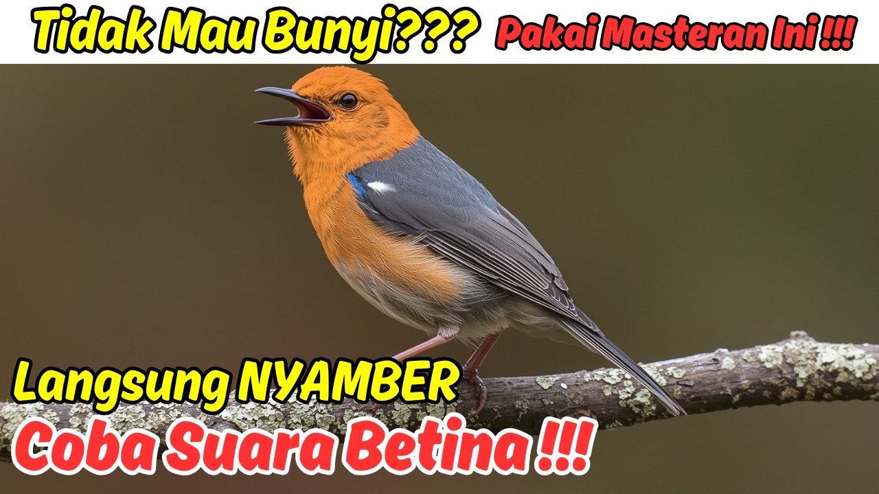 Cara Membuat Suara Anis Merah Teler di Pagi Hari