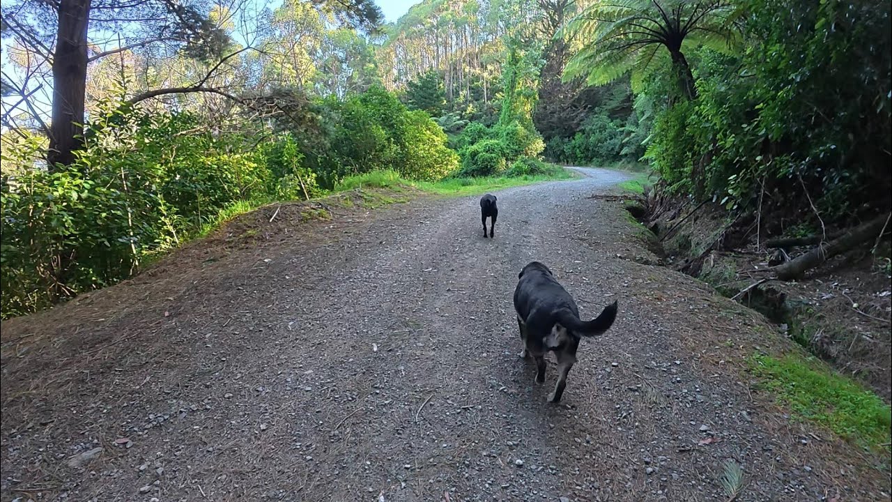 Trail walk with dogs in late summer, Wellington, New Zealand 