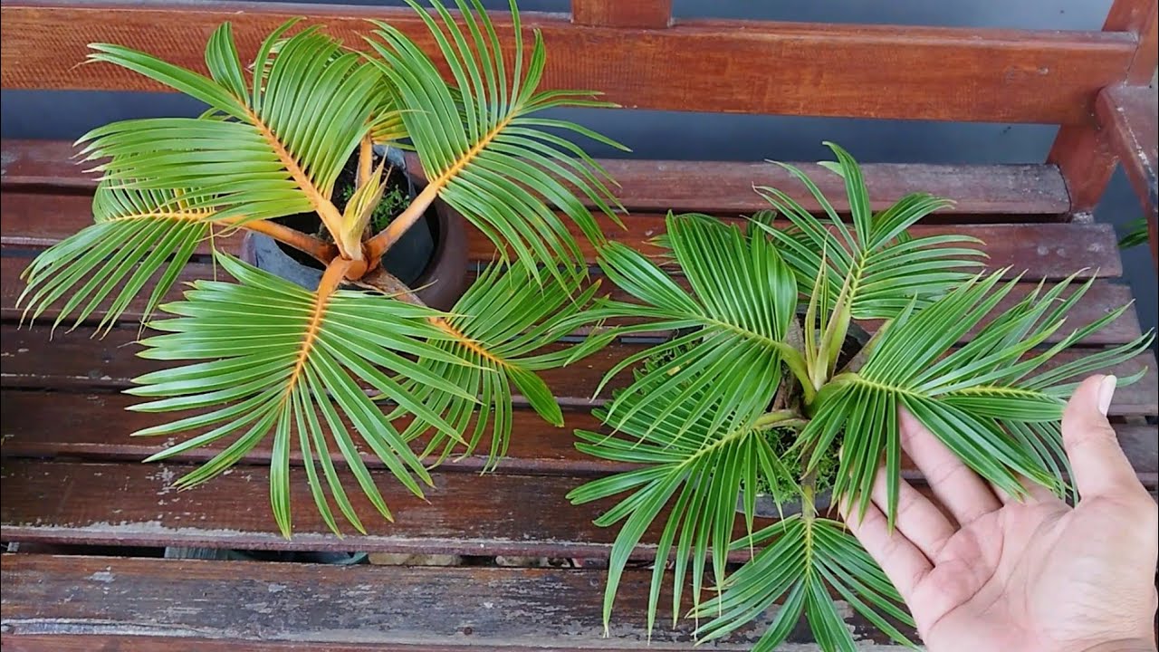 KUNCI SUKSES HASILKAN DAUN SUPER KERDIL BONSAI KELAPA