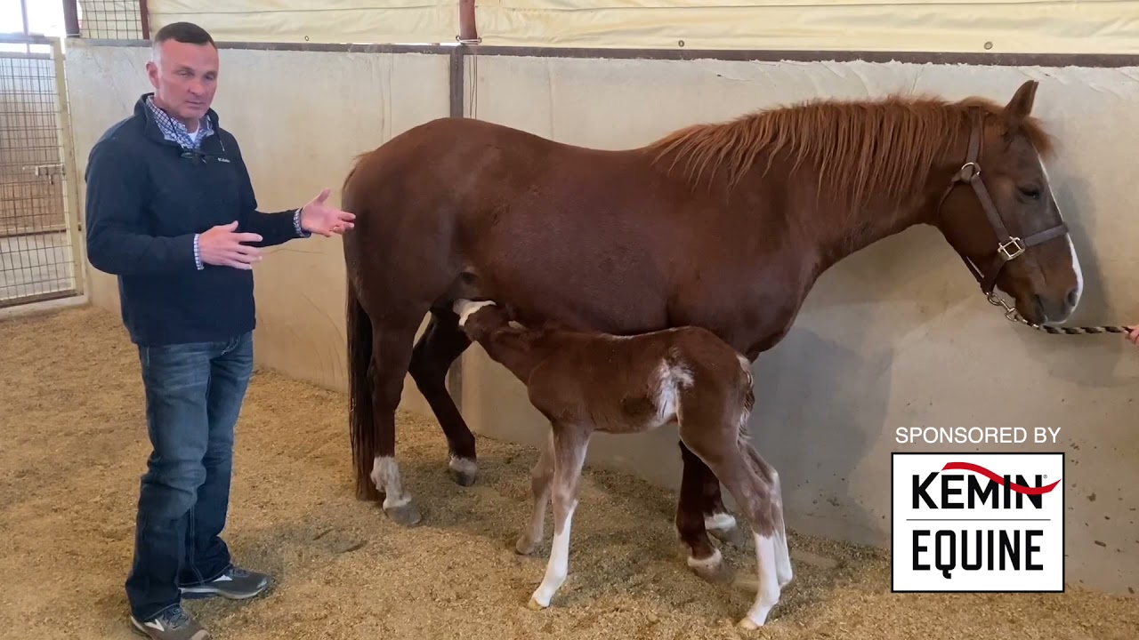 A Foal's First 24 Hours of Life