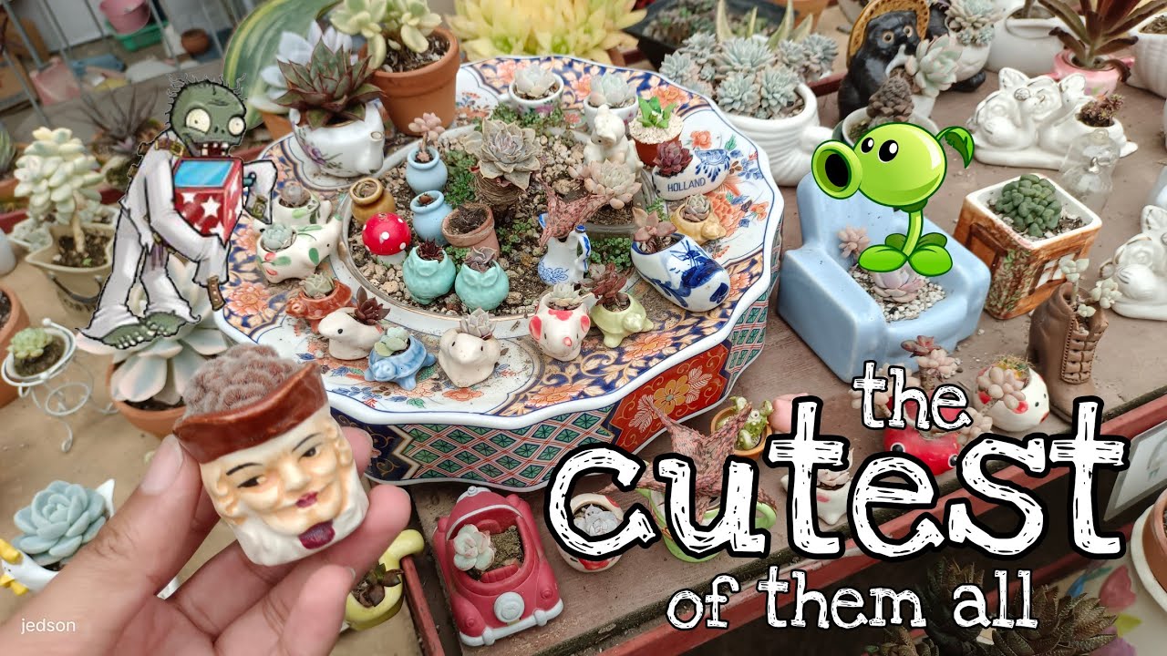 Miniature Pots Ideas and Haworthia Hunting