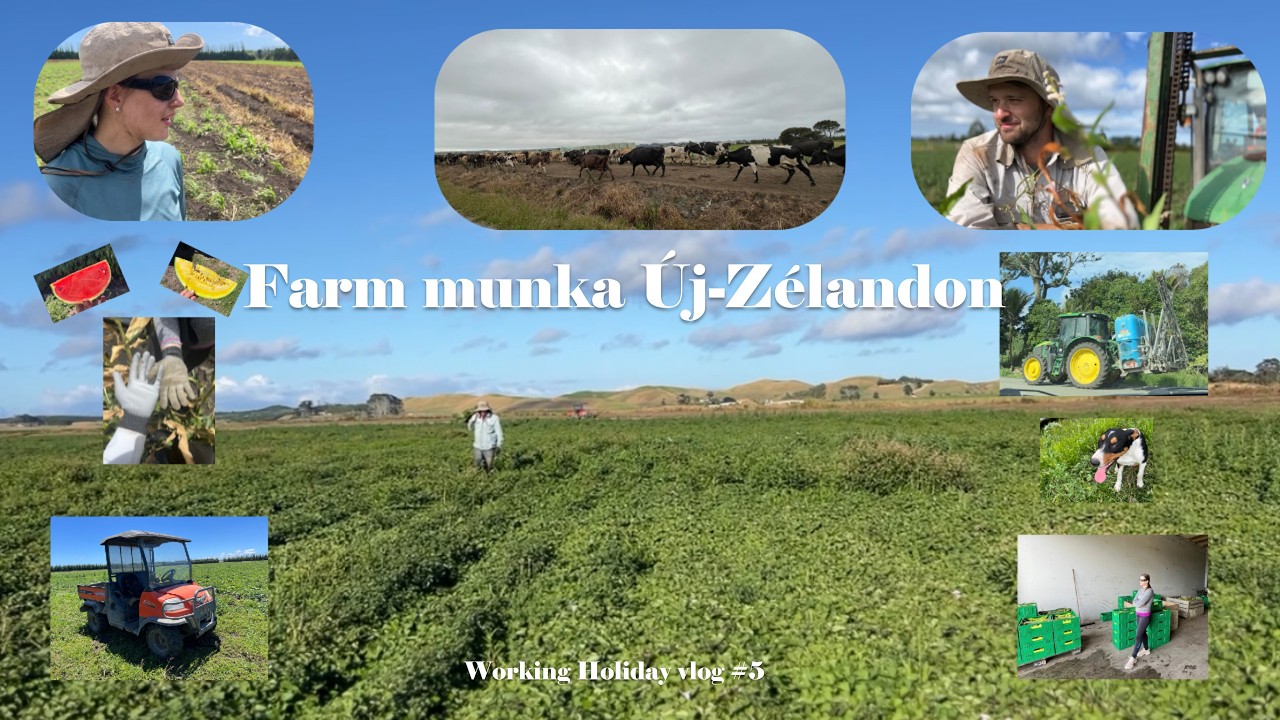 7 hét egy farmon!? Working Holiday vlog #5