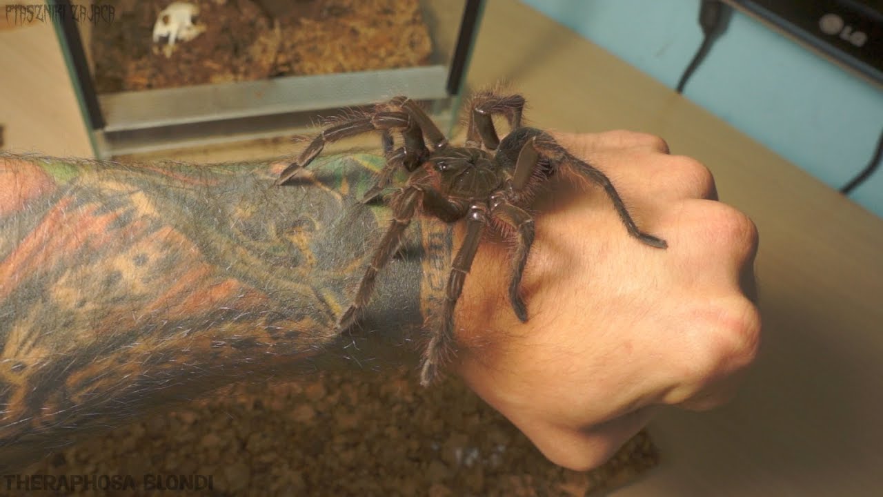 Ptasznik goliat(Theraphosa blondi) już L6!  DUŻO GRATIS&Oacute;W!