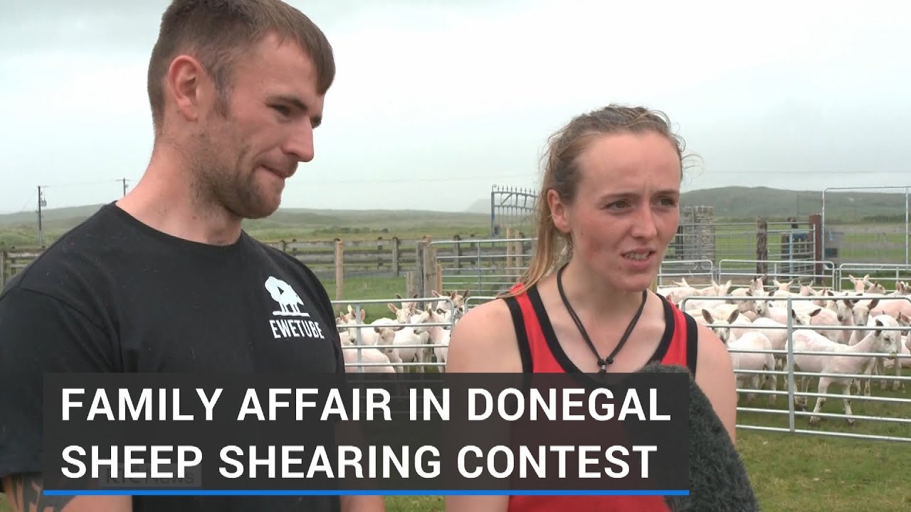 Sheep shearing contest pits brother against sister