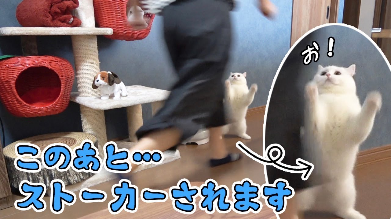 うちのもふ猫が永遠にストーキングしてきます…。