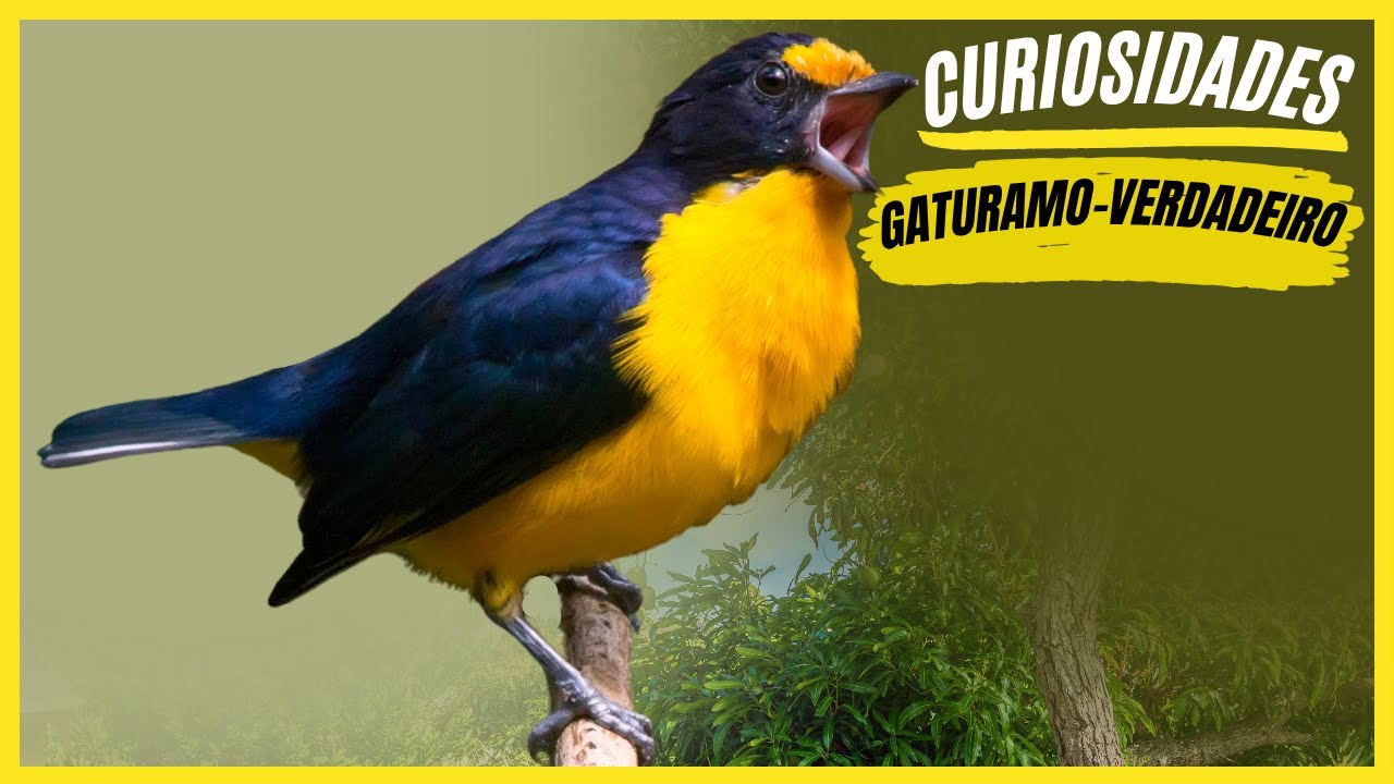 Curiosidades Sobre o 