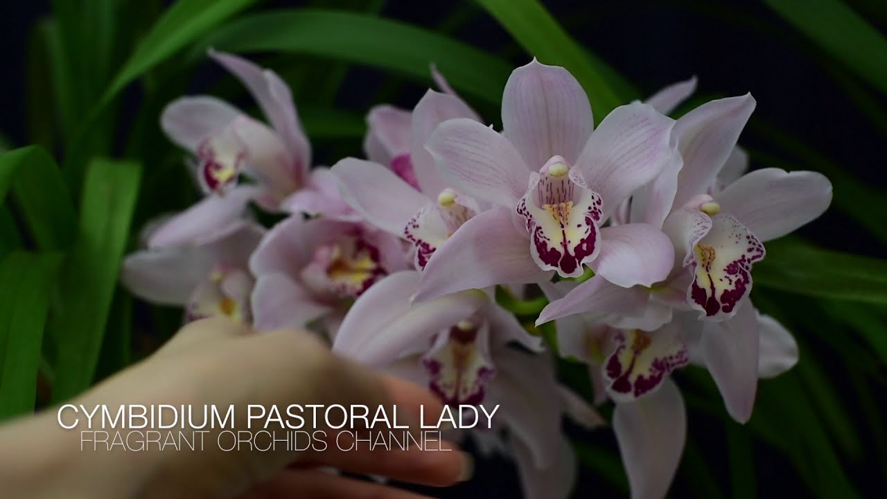 Мои цимбидиумы , домашнее цветение и не только. Cymbidium Auburn, Cym. Golden Elf, Cym. Ensifolium.