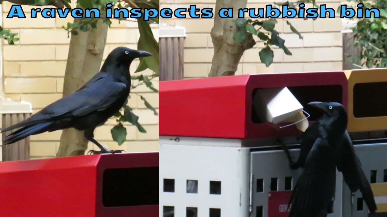 A little raven inspects a rubbish bin and finds an empty box of noodles