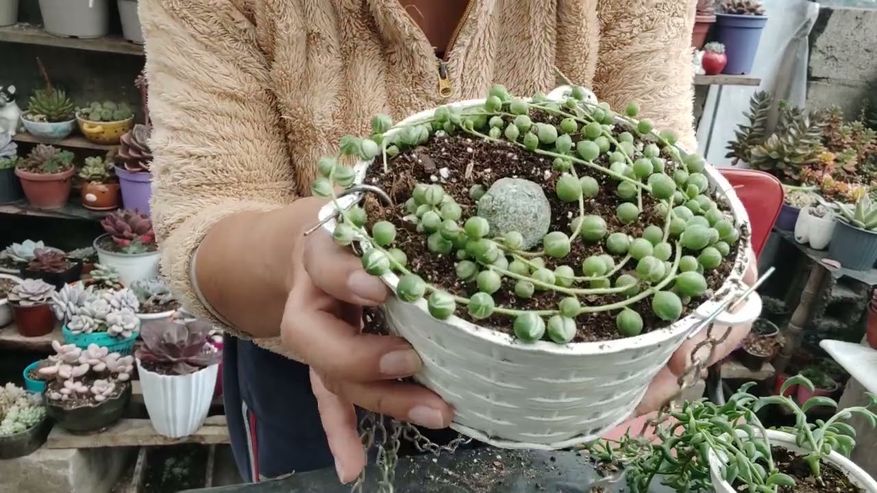 Trasplante de mis Rosario Variegado y Senecio Delfín 🐬 😍🤩