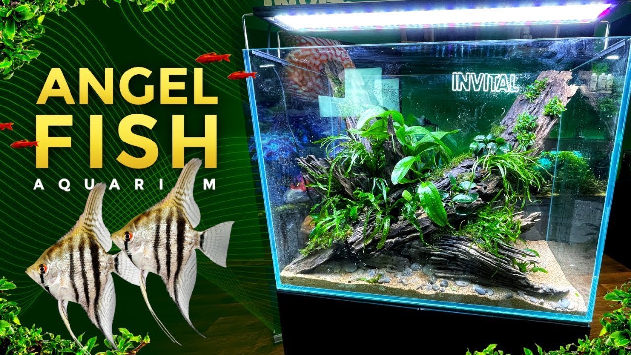 Aquarium für Segelflosser mit Wurzeln Honey Comb | INVITAL