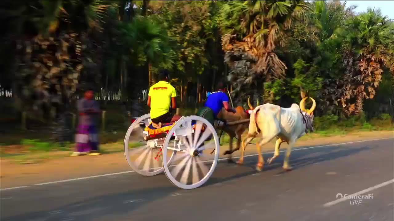 🛑பெருங்காடு பெரியாமாடு நேரலை 40000 வெள்ளபோரதுயர்