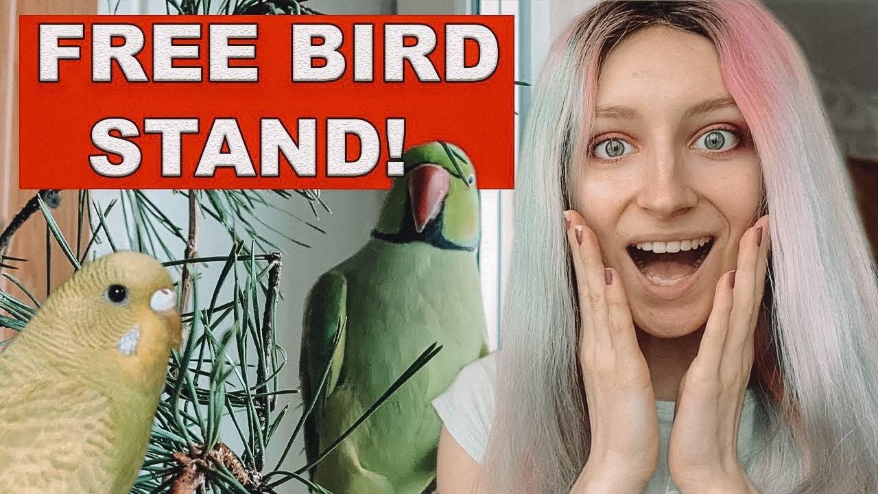 How to Build a Parrot Stand cheap🌲 Tree stand for parrots 🦜 BIRD REACTION