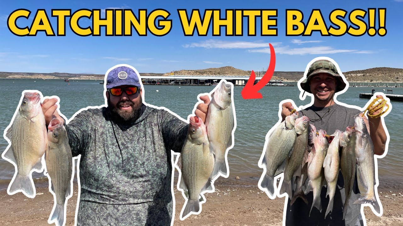 CATCHING WHITE BASS IN ELEPHANT BUTTE LAKE!!