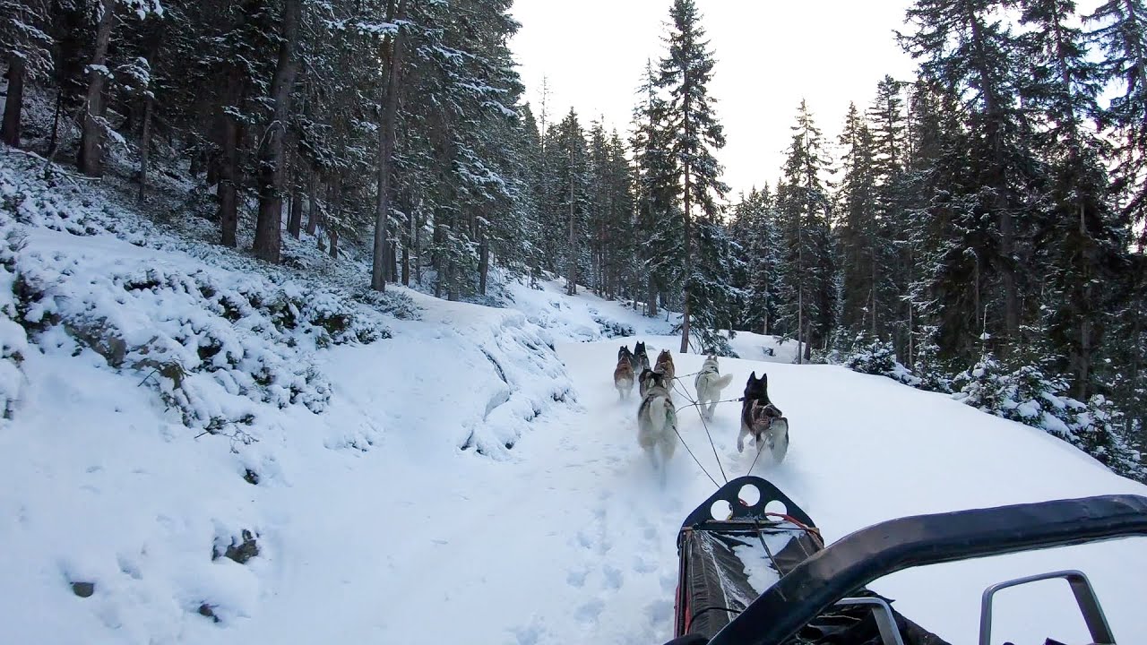 Fresh powder and snow dogs - mushing through the forest of the alps | HUSKY POWER TIROL | Full HD