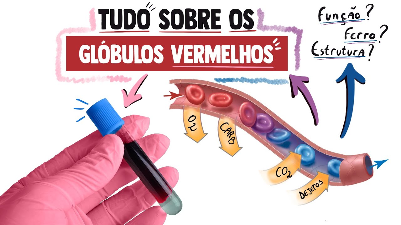 Função e Estrutura dos Glóbulos Vermelhos (Hemácias/Eritrócitos)