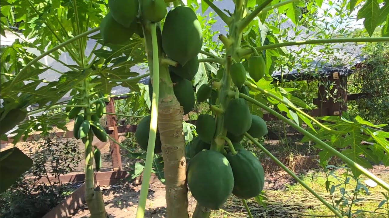 Red lady Papaya growing guide & tips for zone 8a-10a