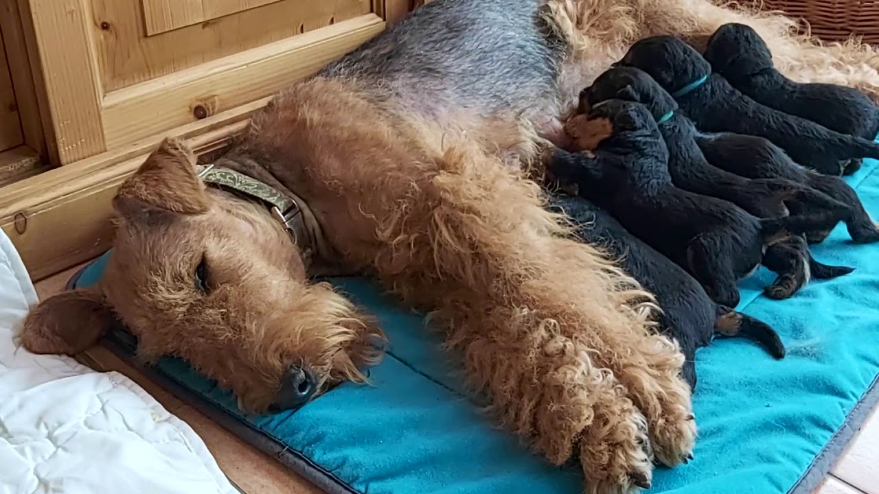 Airedale Terrier puppies 2021