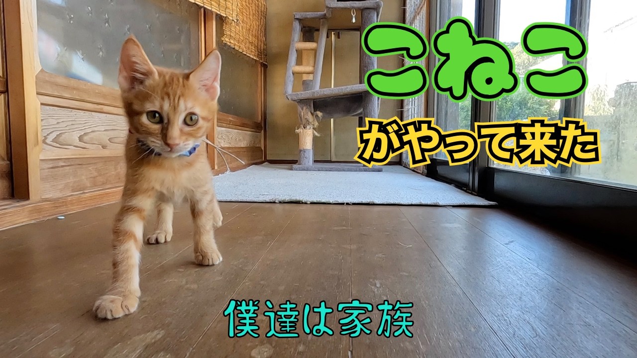 子猫がやって来た‼️😊　　「僕達は家族」