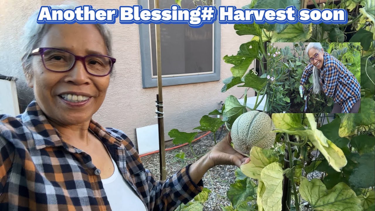 Another Blessing#Harvest Soon#filipinasimplelifeinAmerica