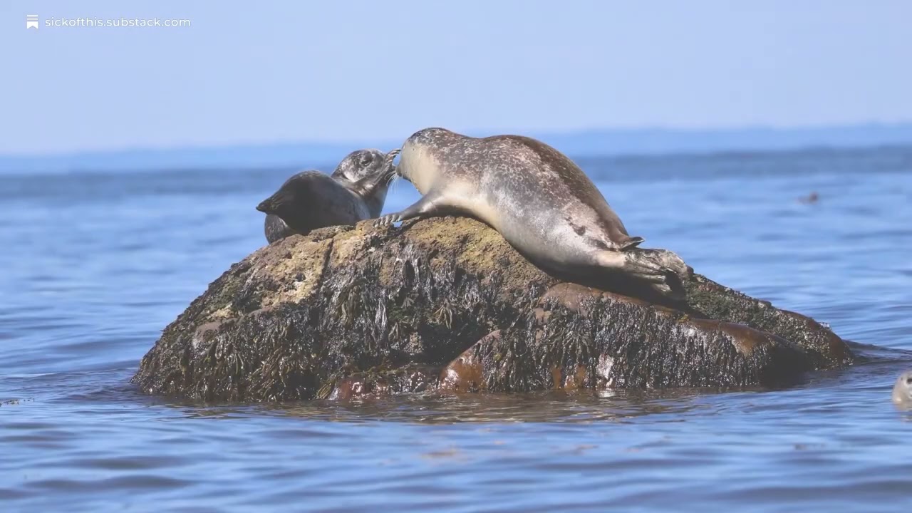 Marine Life