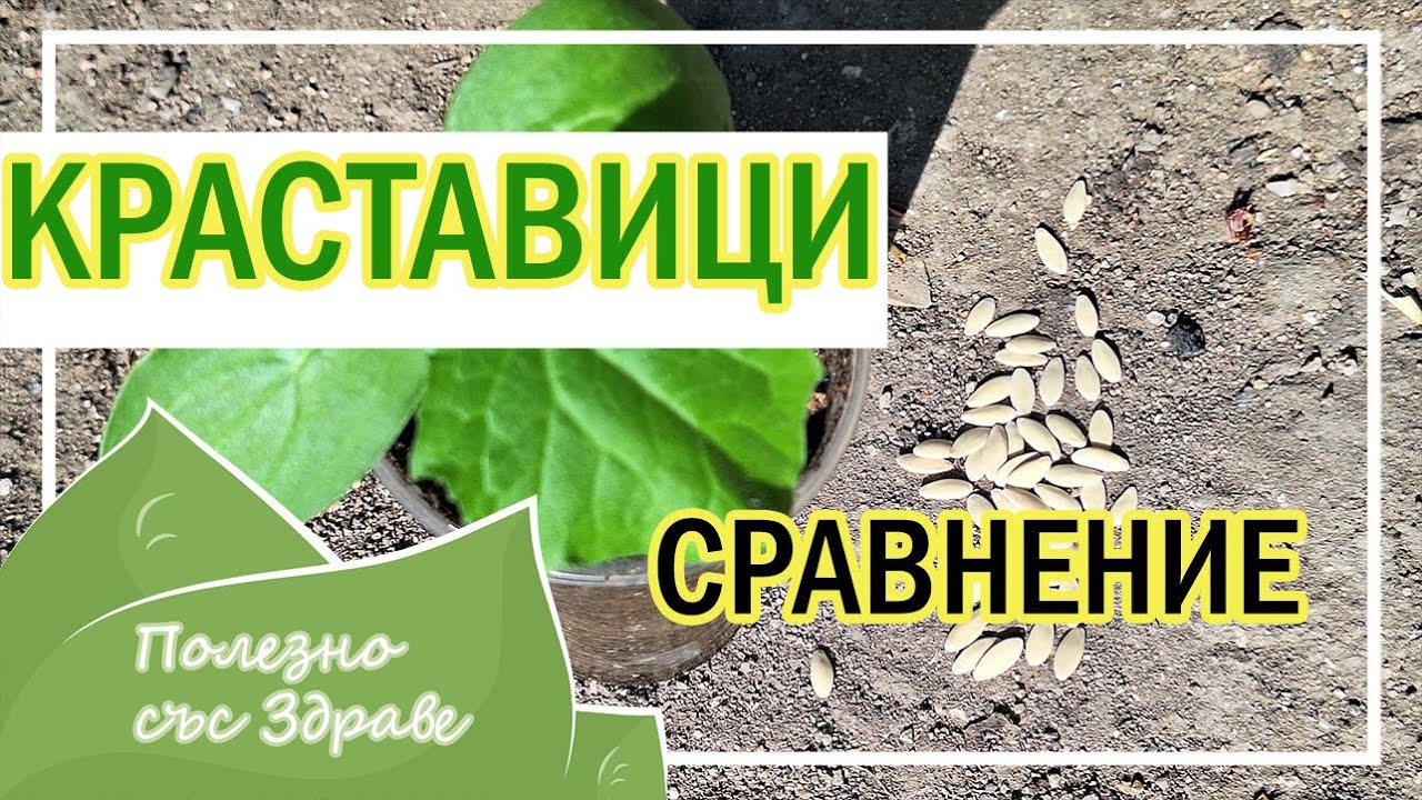 Выращивание огурцов: Рассадой или посев прямо в грунт.