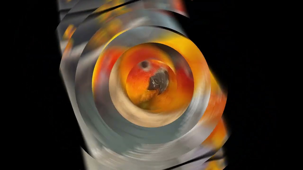 Sun Conures