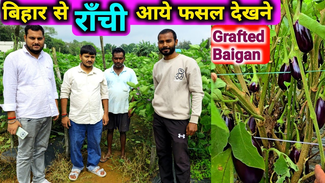 grafted baigan ki kheti | बिहार से किसान bhaiya राँची घूमने आये 