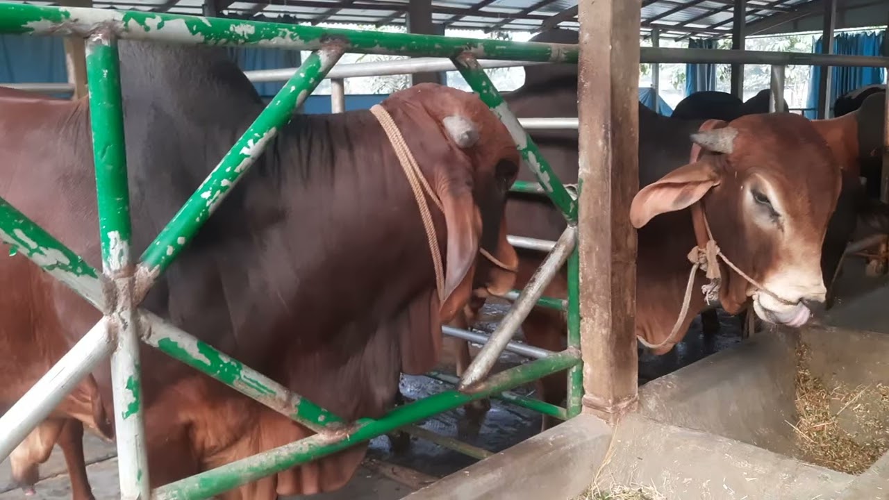 দেখুন, চিত্রপুরী এগ্রোর টপক্লাস গরুগুলোর বর্তমান অবস্থা। ১৬/০২/২০২৬