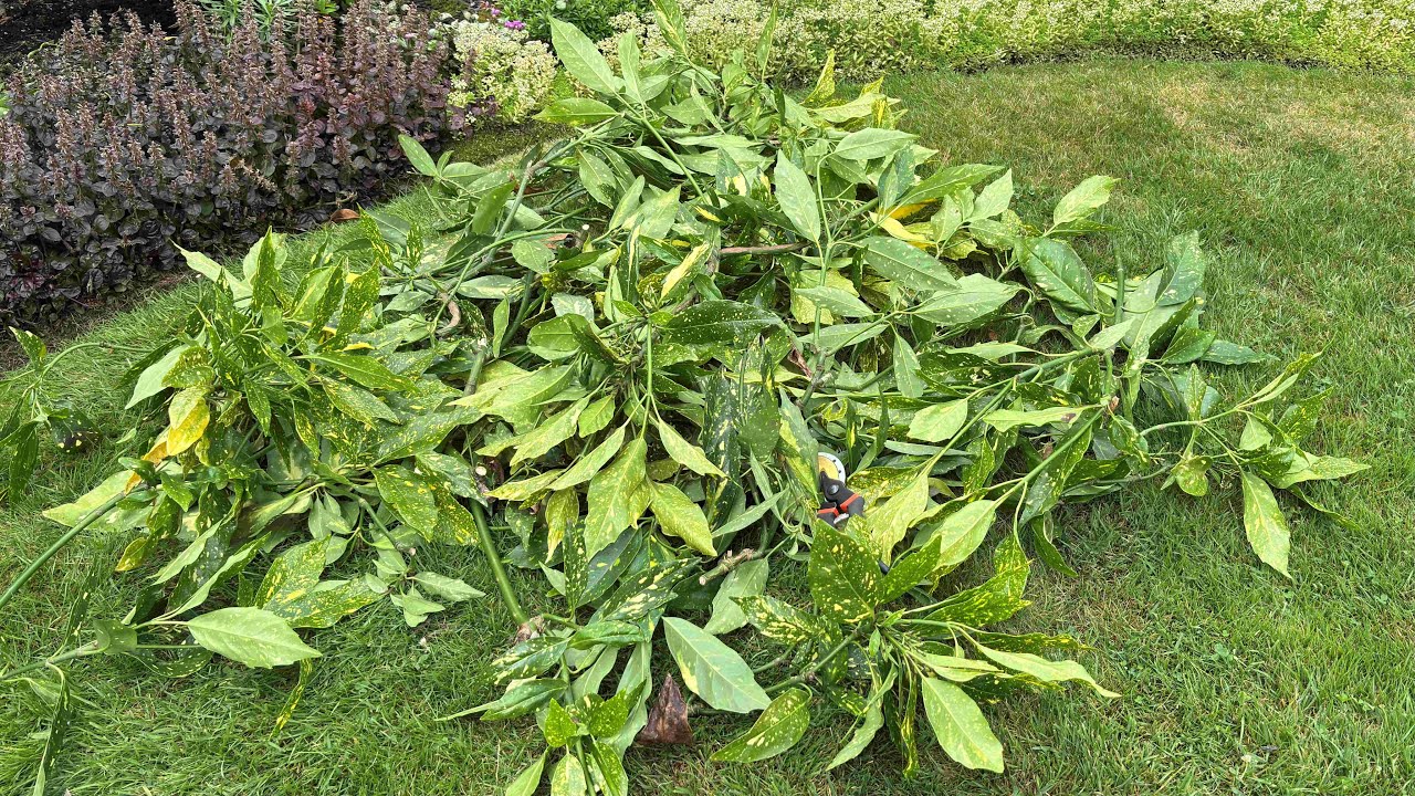 Annual Maintenance Prune, Aucuba Japonica 