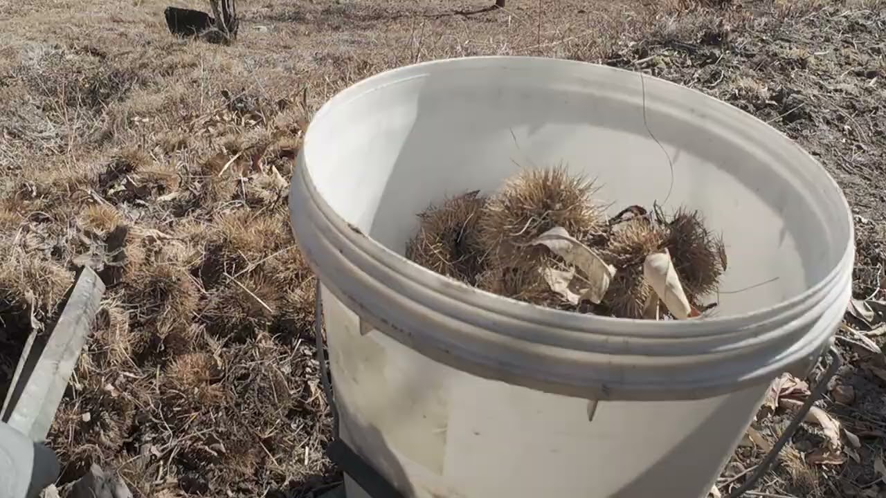 2026.02.19 산골오지 홀로서기 ~ 점심 먹고 가볍게 산책 삼아 밤송이 줍기