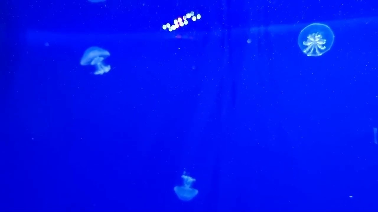 Magic jellyfish 