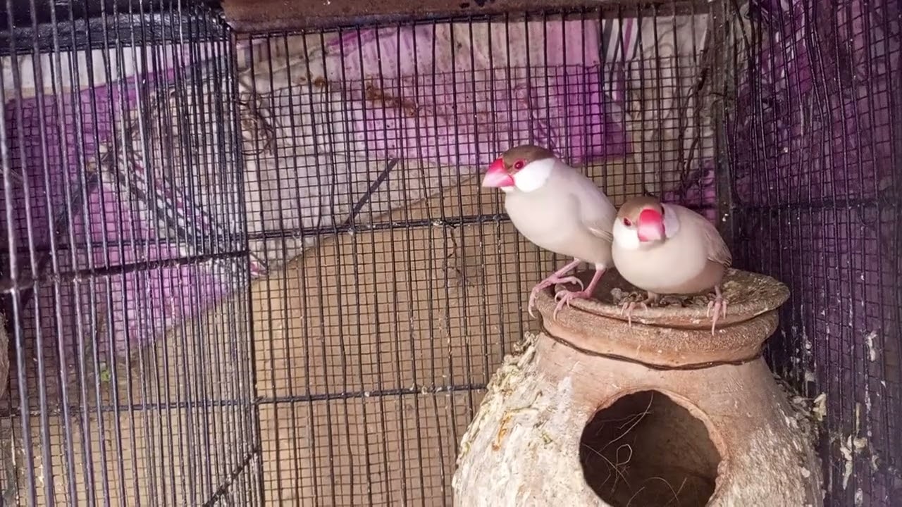 Fawn java pair | Ready to second breed