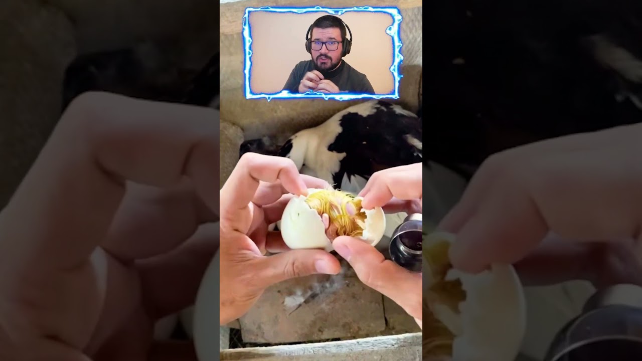 NUNCA ABRAS UN HUEVO DE UN PATO BEBE