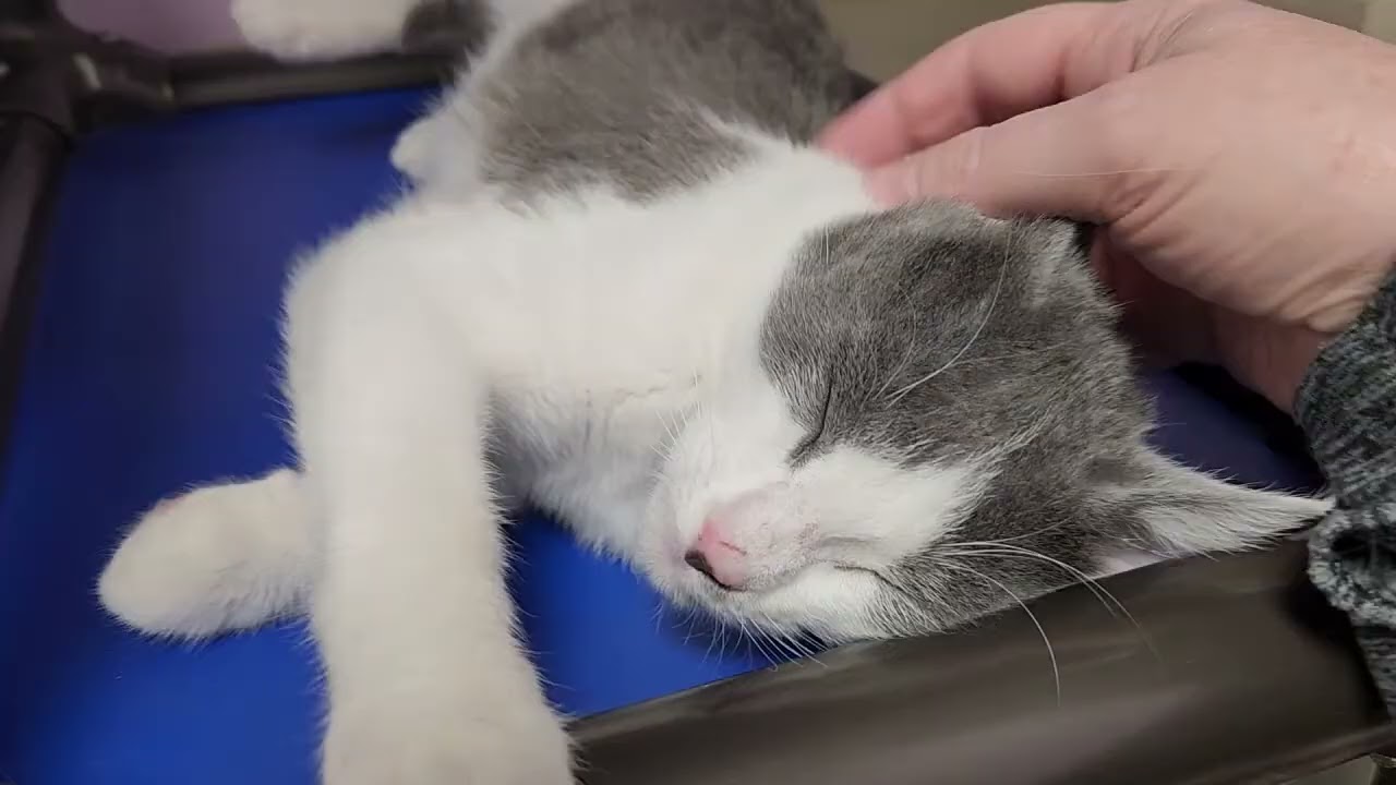 Meet Coconut Cream a Domestic Shorthair currently available for adoption! 2/8/2026 9:45:25 AM
