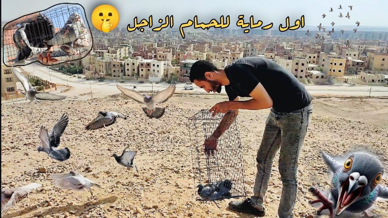 رميت الحمام الزاجل لاول مرة 😯 وشوف لقيت اي جديد 😳