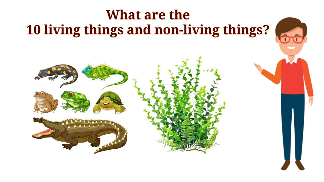 What are the 10 living things and non-living things?