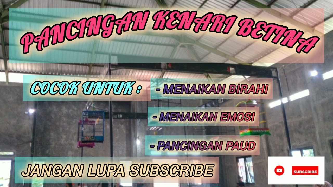 Pancingan Kenari BETINA Cuit Cuit || Masteran Kenari PAUD Agar Cepat Bunyi Dan Menaikan Birahi